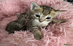 Savannah cats for sale: Stunning Savannah Kittens - Image 3