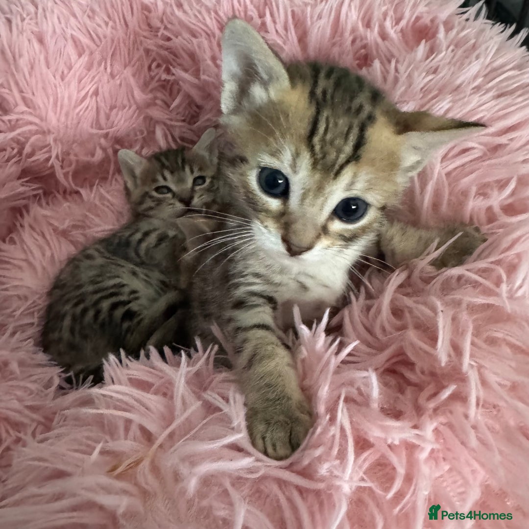 Savannah cats for sale: Stunning Savannah Kittens - Image 3