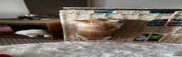 British Shorthair cats for sale: 2 male kittens  in Haverfordwest - Advert 10