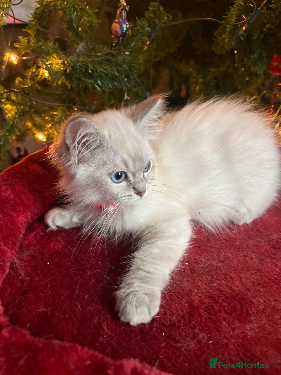 Ragdoll cats for sale: Gorgeous Tica ragdoll kittens ready now  - Advert 7