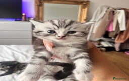 Persian cats for sale: Persian Kitten 2 - 1 Silver Doll Faced X Persian female  - Image 13