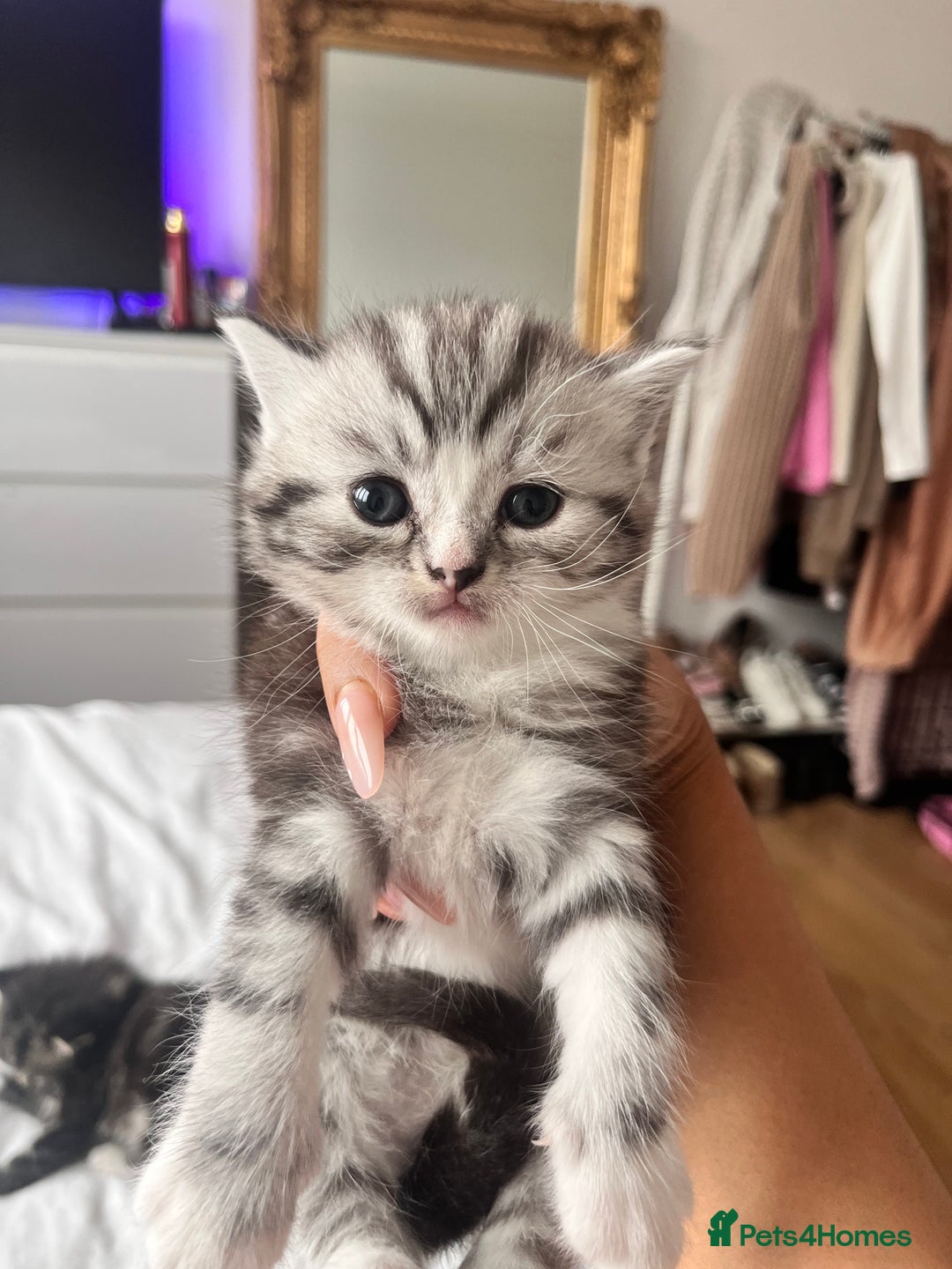 Persian cats for sale: Persian Kitten 2 - 1 Silver Doll Faced X Persian female  - Image 13