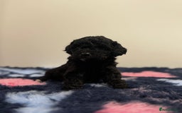 Cavapoo dogs for sale: 7 beautiful cavapoos  - Image 5