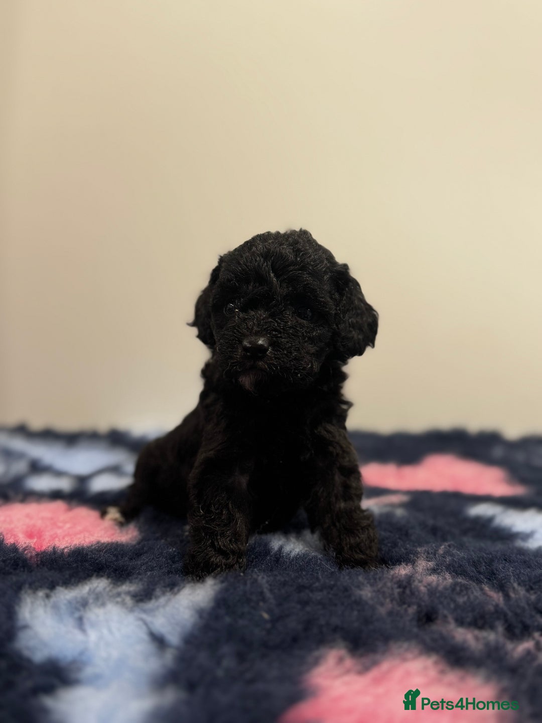 Cavapoo dogs for sale: 7 beautiful cavapoos  - Image 5