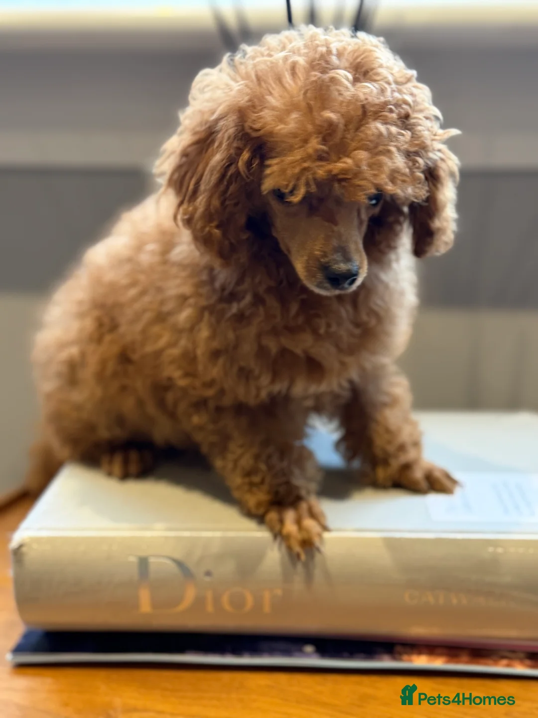 Toy Poodle dogs for sale: Outstanding KC reg Red Toy Poodles  - Advert 4