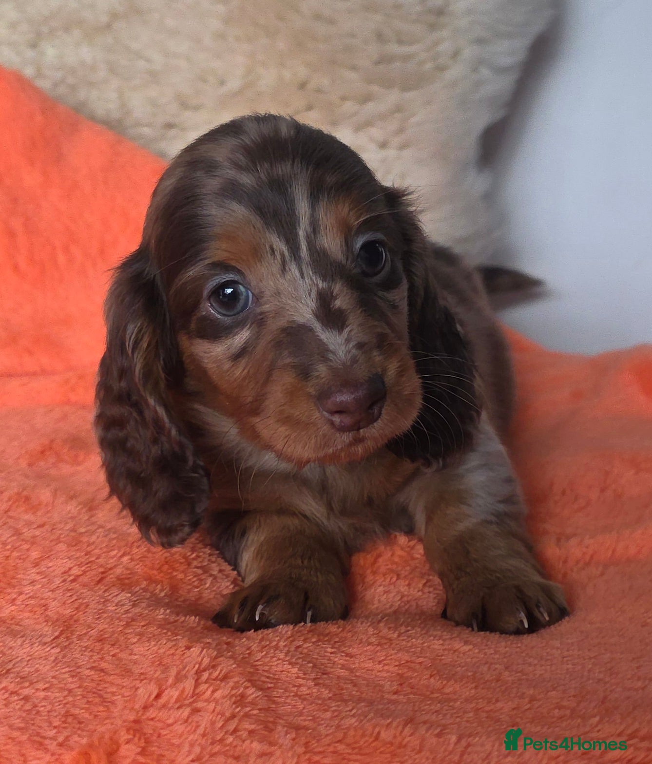 Dachshund dogs Miniature longhair dapple pups - Advert 2