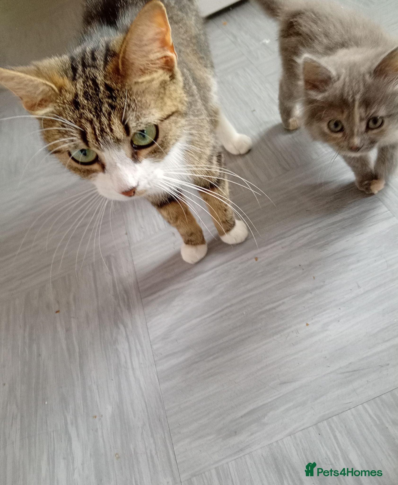 Mixed Breed cats Two beautiful kittens  - Advert 1
