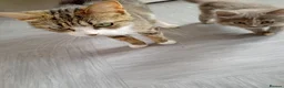 Mixed Breed cats for sale: Two beautiful kittens  - Advert 1