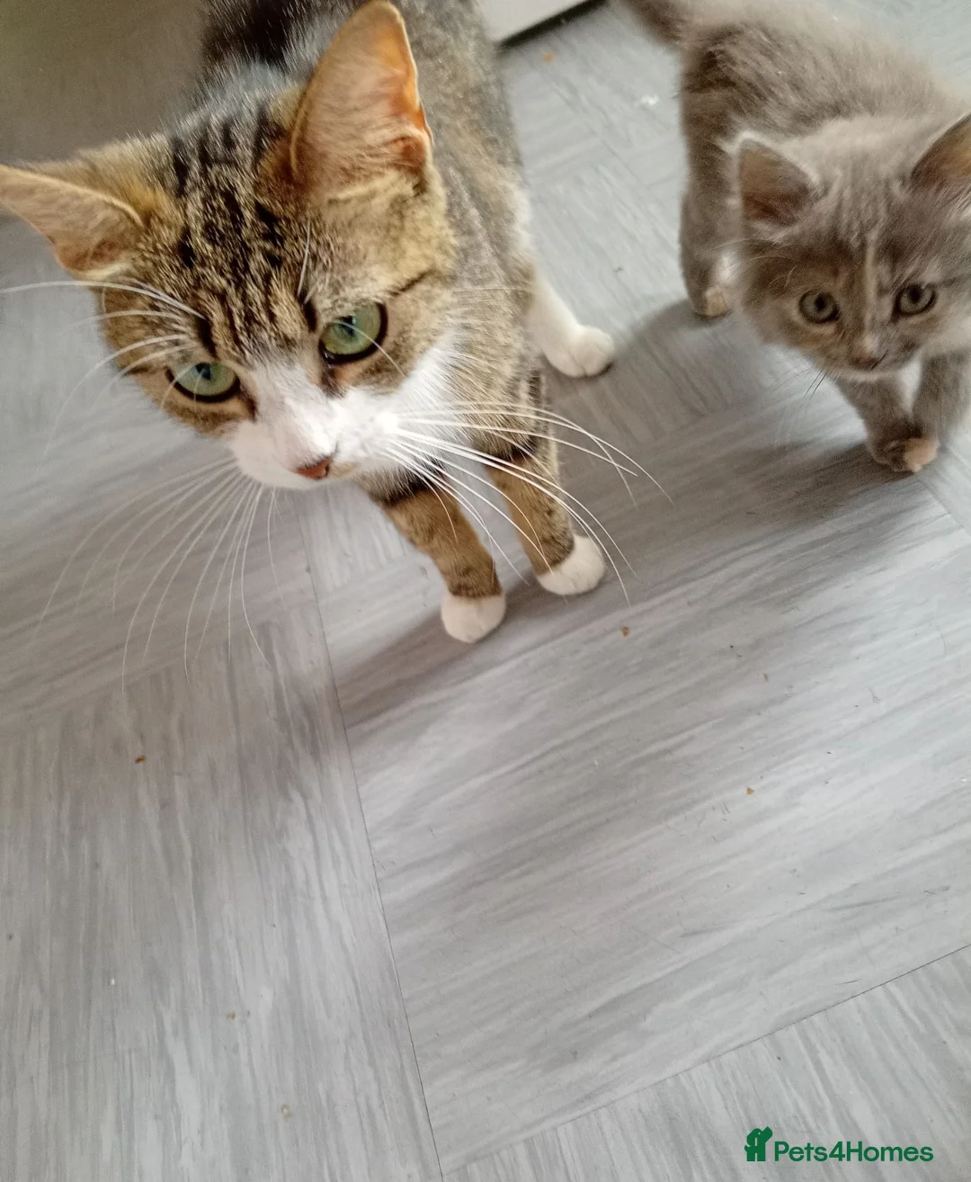Mixed Breed cats for sale: Two beautiful kittens  - Advert 1