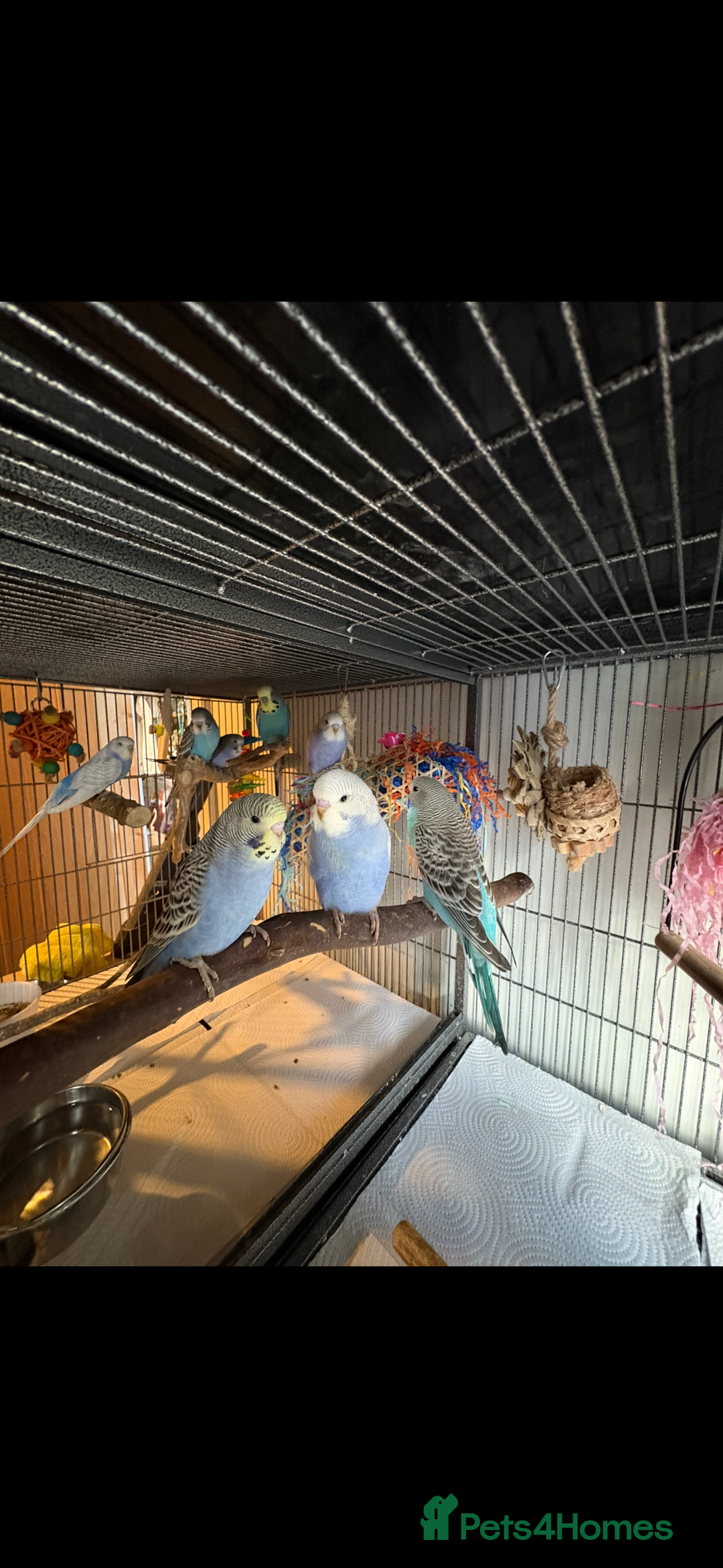 Budgerigars birds for sale: Budgies  - Advert 2