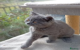 British Shorthair cats for sale: Beautiful British short-hair kittens  - Image 4
