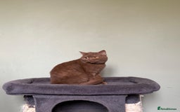 British Shorthair cats for sale: Beautiful British Shorthair kittens - Image 4