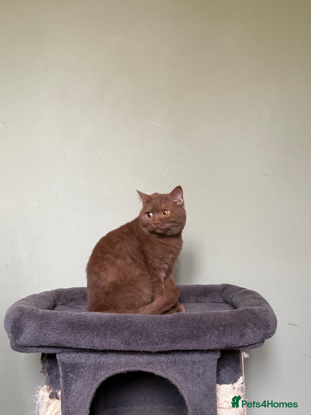 British Shorthair cats for sale: Beautiful British Shorthair kittens - Image 4