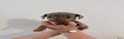 Miniature Dachshund dogs for sale: Beautiful dachshunds !   - Advert 4