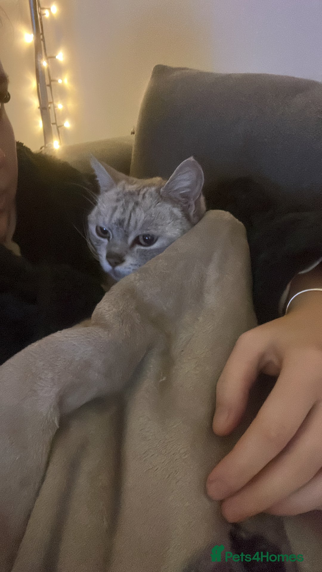 Exotic cats for sale: 6yr old Smokey  - Advert 2