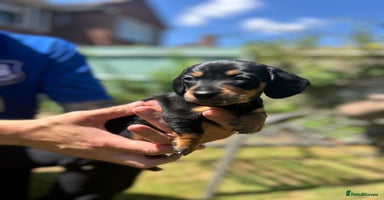 Miniature Dachshund dogs in Banbury - Advert 9