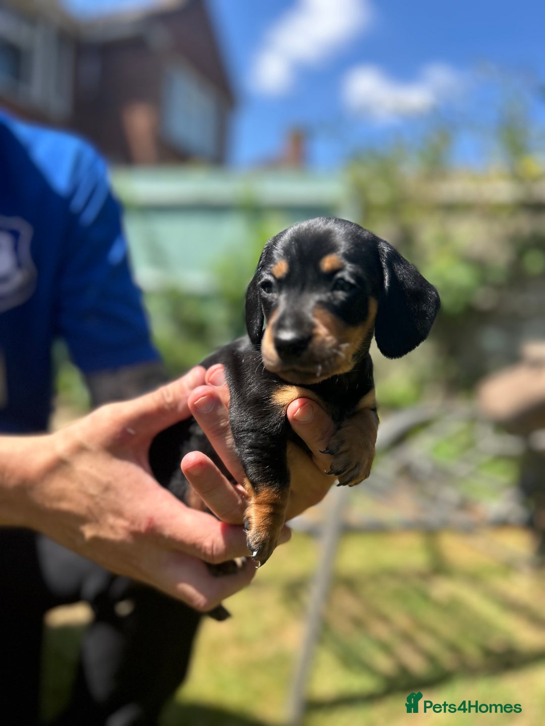 Miniature Dachshund dogs for sale: Miniature Dachshund Pups  in Banbury - Image 1