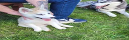 Siberian Husky dogs for sale: 1 female husky puppy in Leeds - Advert 3