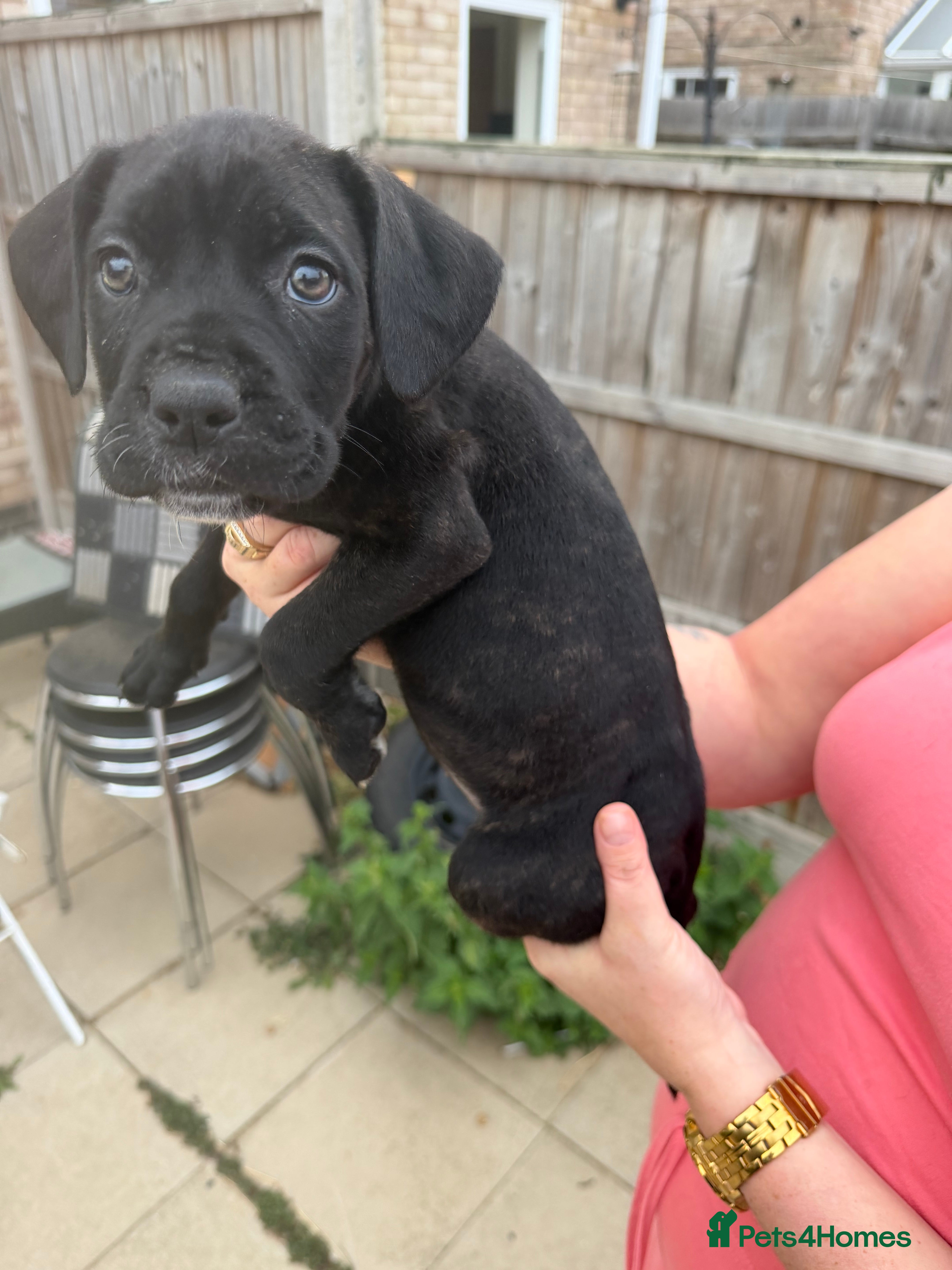 Cane Corso dogs Cane corso puppies - Advert 2