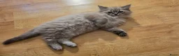 Ragdoll cats for sale: 3 beautiful fluffy ragdoll kittens - Advert 15
