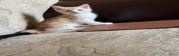 Mixed Breed cats for sale: Beautiful male cat - Advert 2