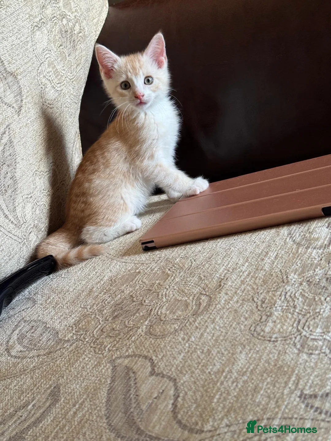 Mixed Breed cats for sale: Beautiful male cat - Advert 2