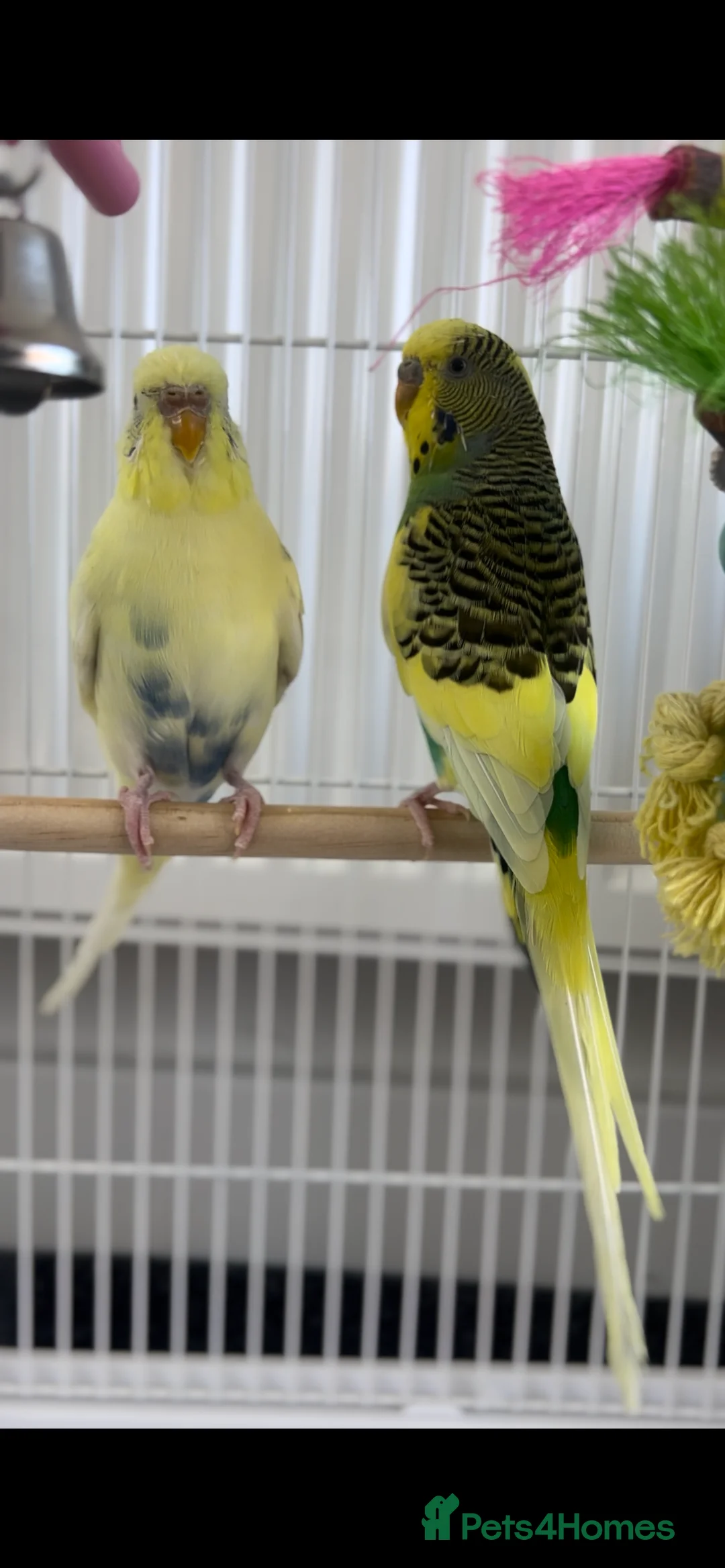 Budgerigars birds for sale: Pair of budgies  - Advert 3