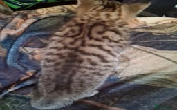 Mixed Breed cats for sale: Scottish straight cross kittens  - Image 8