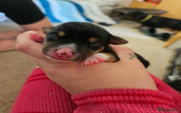 Mixed Breed dogs for sale: Chiweenie Puppies  - Image 14