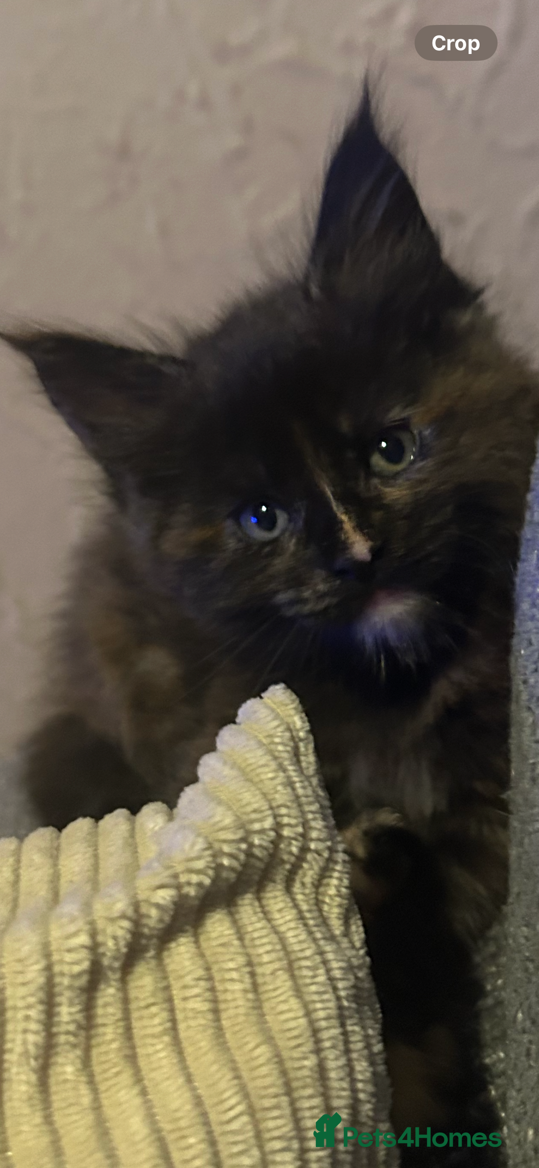 Maine Coon cats for sale: 5 beautiful maine coones  - Image 31