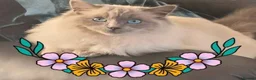 Ragdoll cats for sale: 🐱 Beautiful Ragdoll Kittens For Sale 🐱 - Advert 3