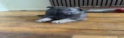 German Shepherd dogs for sale: RARE Isabella + Blue Alsatian  - Advert 9