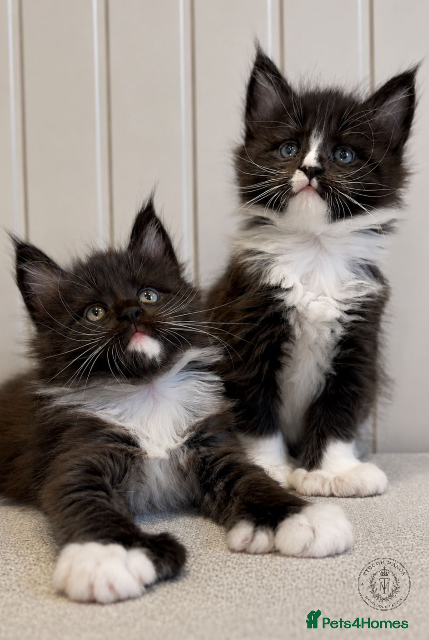 Maine Coon cats Exceptional TICA Polydactyl Maine Coon Sisters - Advert 1
