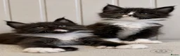 Maine Coon cats for sale: Exceptional TICA Polydactyl Maine Coon Sisters - Advert 1