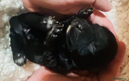 Cocker Spaniel dogs for sale: Extremely well bred KC Cocker Spaniel puppies  - Image 2