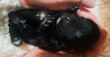 Cocker Spaniel dogs - Advert 15