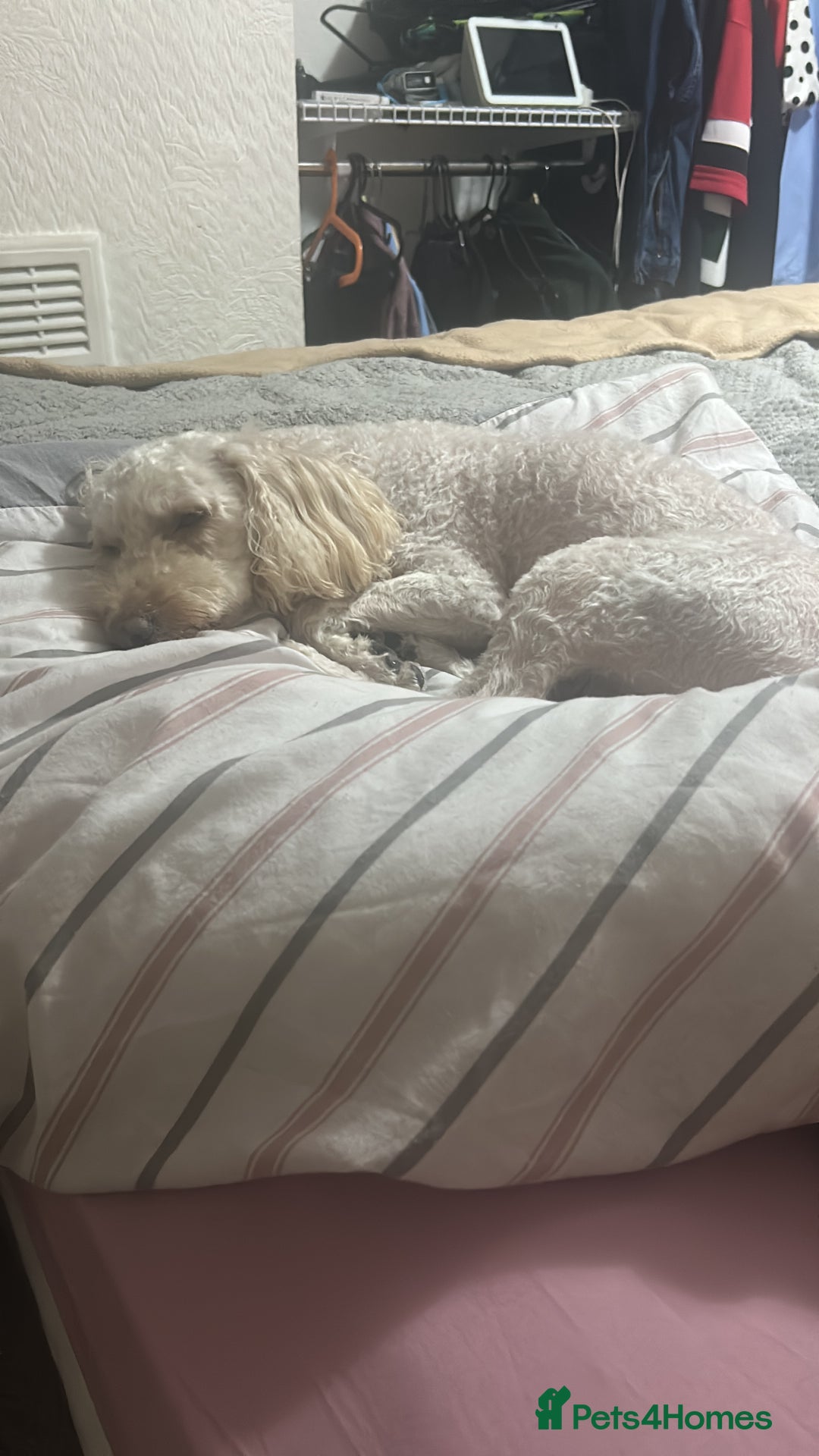 Cockapoo dogs for sale: Beautiful cockapoo puppies  - Advert 3