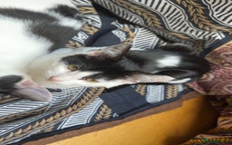 Ragdoll cats for sale: Young erratic kitten  - Image 4