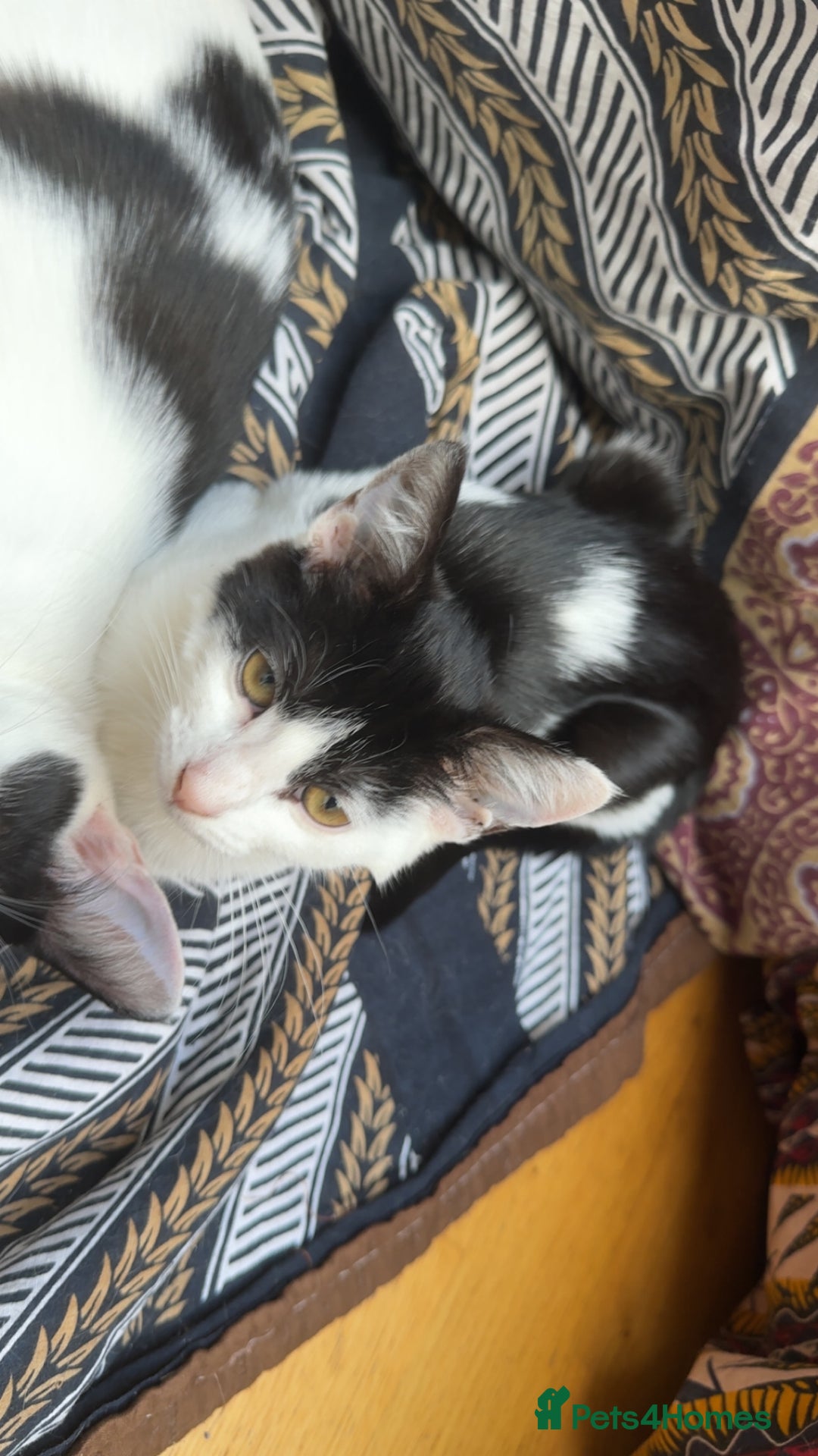 Ragdoll cats for sale: Young erratic kitten  - Image 4
