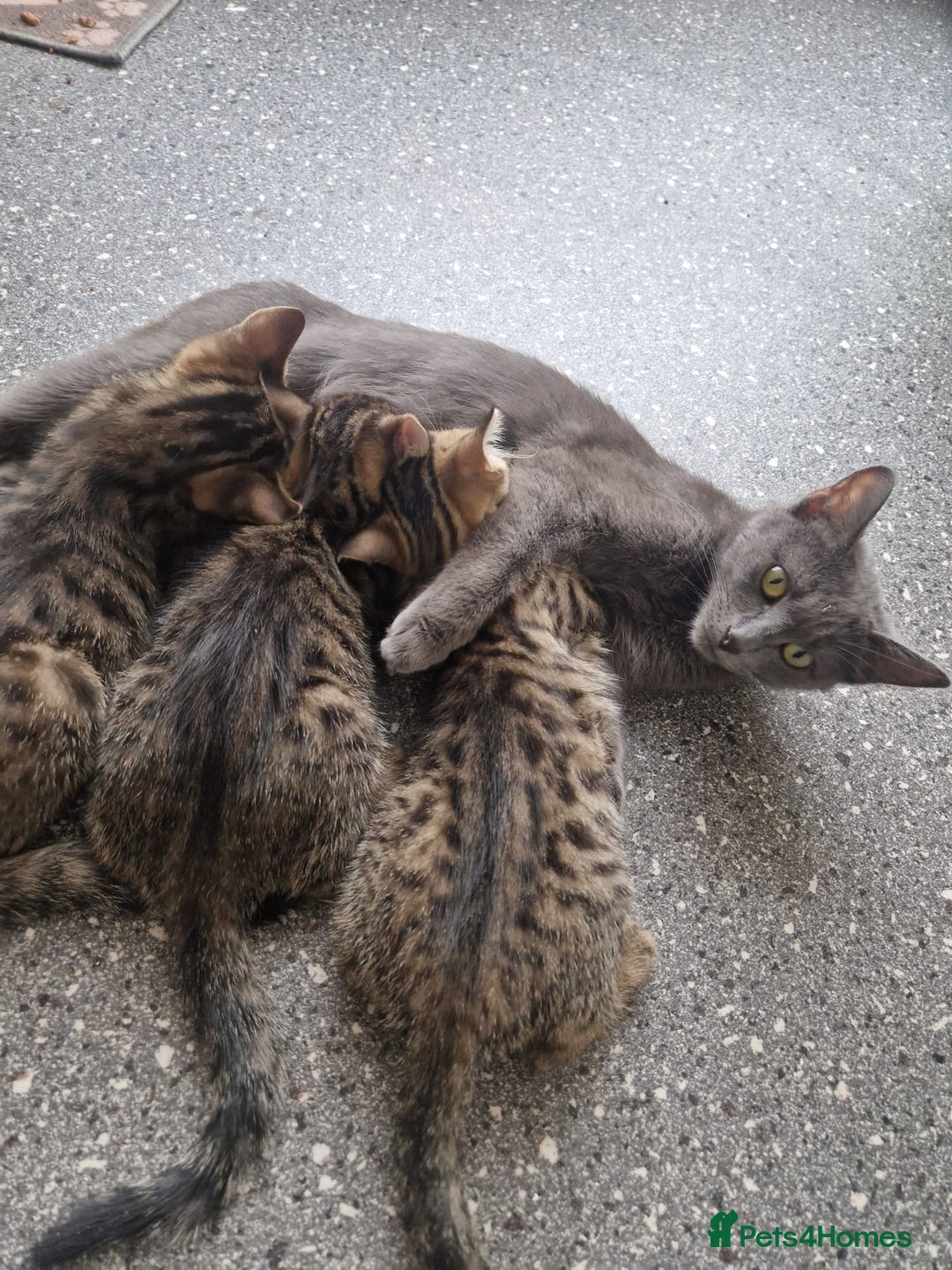 Mixed Breed cats for sale: Mixed breed Kitten (Russian Blue mum) - Image 6
