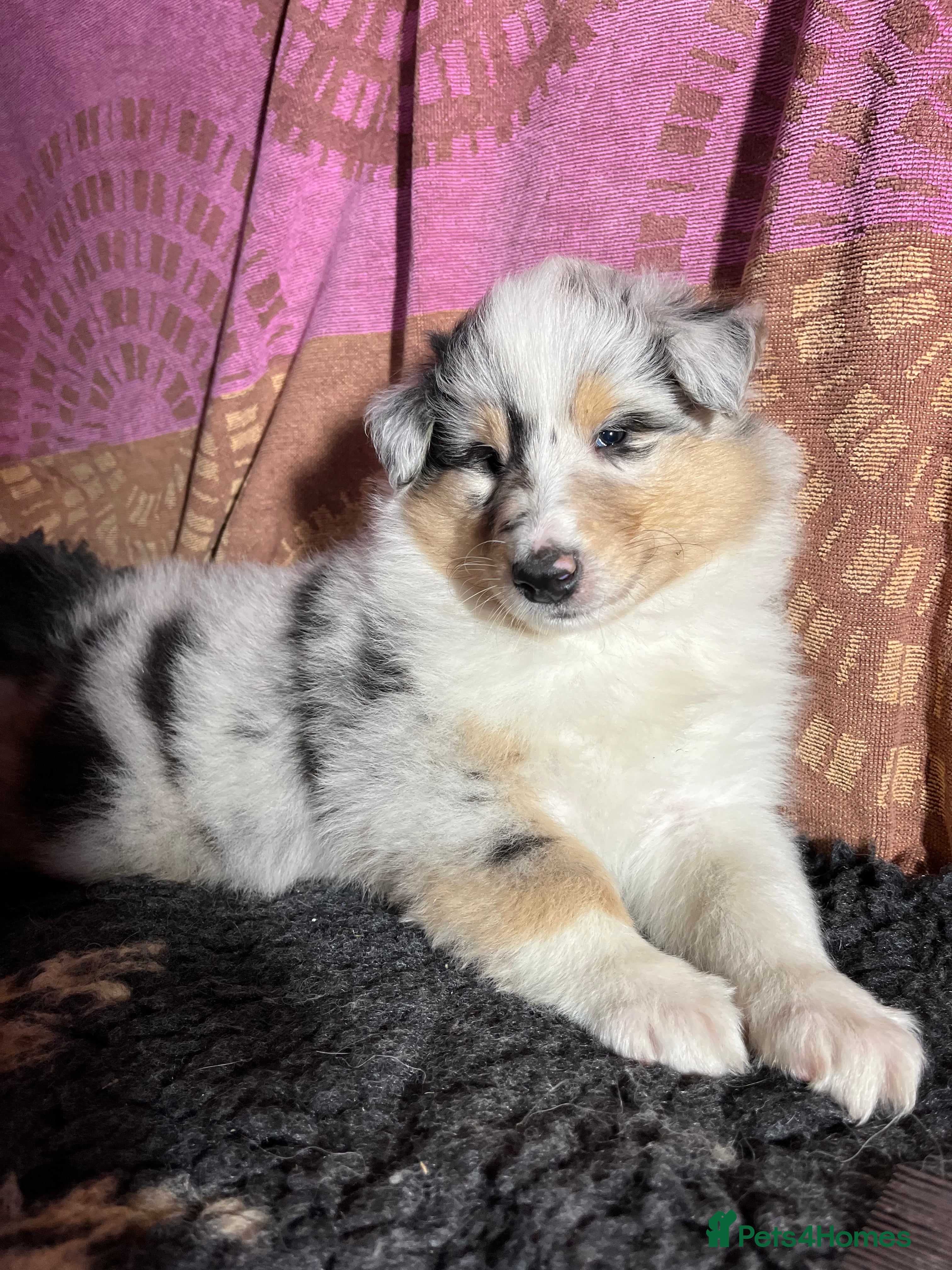Rough Collie dogs Rough Collie puppies for sale - Advert 1