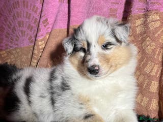 Rough Collie dogs Rough Collie puppies for sale - Advert 1