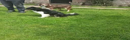 Border Collie dogs for sale: Stunning Collie puppies from working parents in Belper - Advert 19
