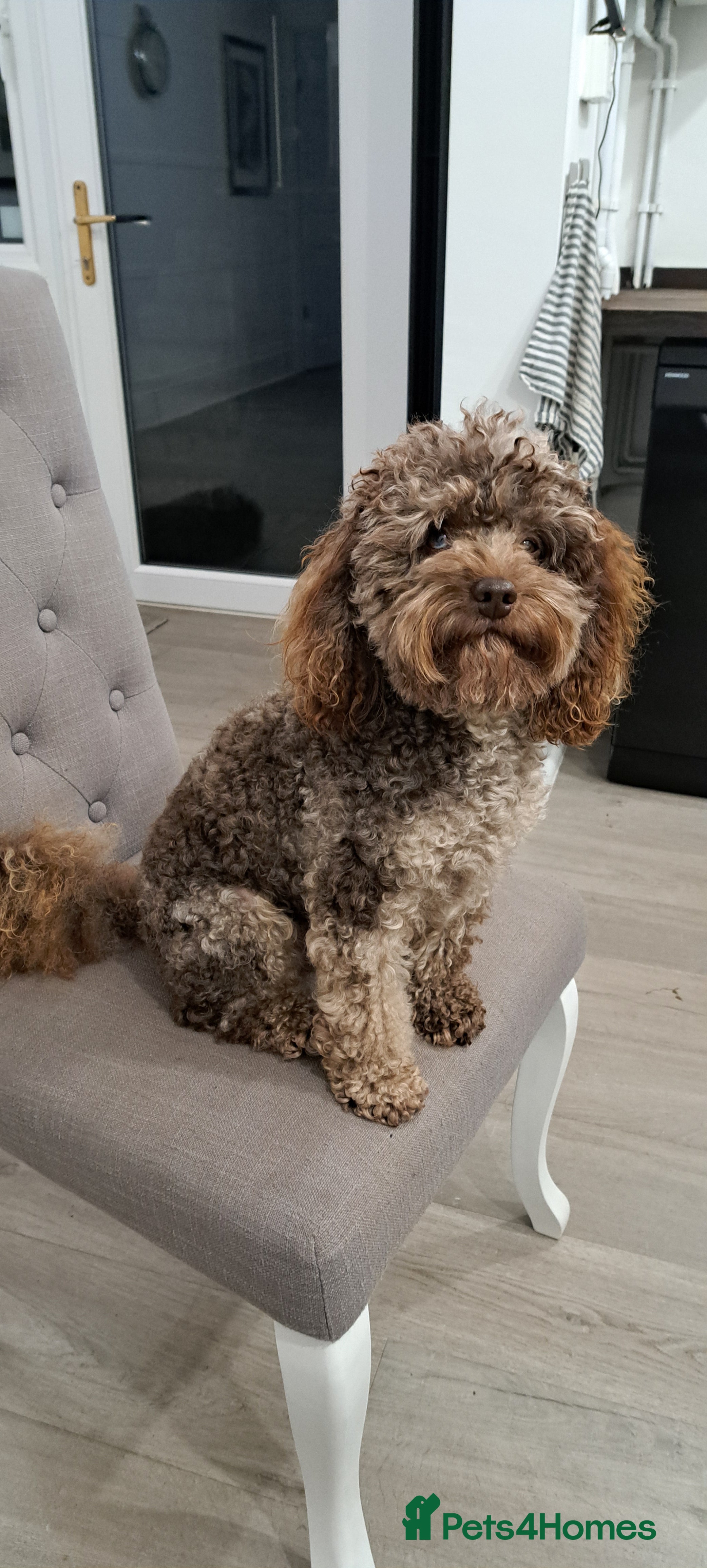 Cockapoo dogs Cockapoo for stud merle DNA health tested, proven  in Bristol - Advert 3