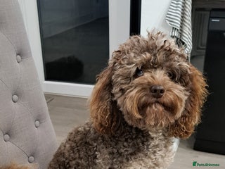 Cockapoo dogs Cockapoo for stud merle DNA health tested, proven in Bristol - Advert 3