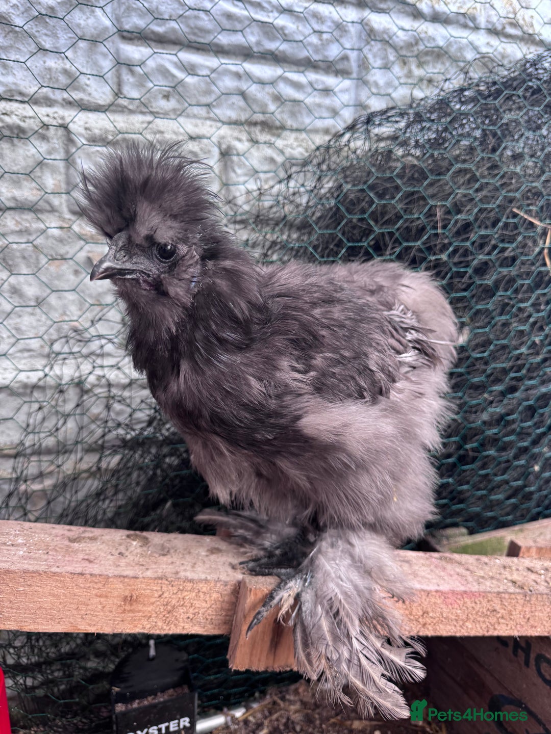 Chickens poultry for sale: Silkied Serama & Blue Silkie Roosters - Advert 1