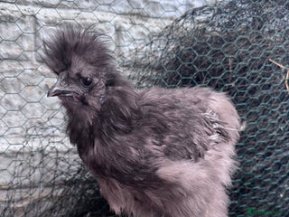 Chickens poultry for sale: Silkied Serama & Blue Silkie Roosters - Advert 1