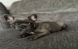 French Bulldog dogs for sale: 🐾Stunning French BullDog Puppies - Image 9