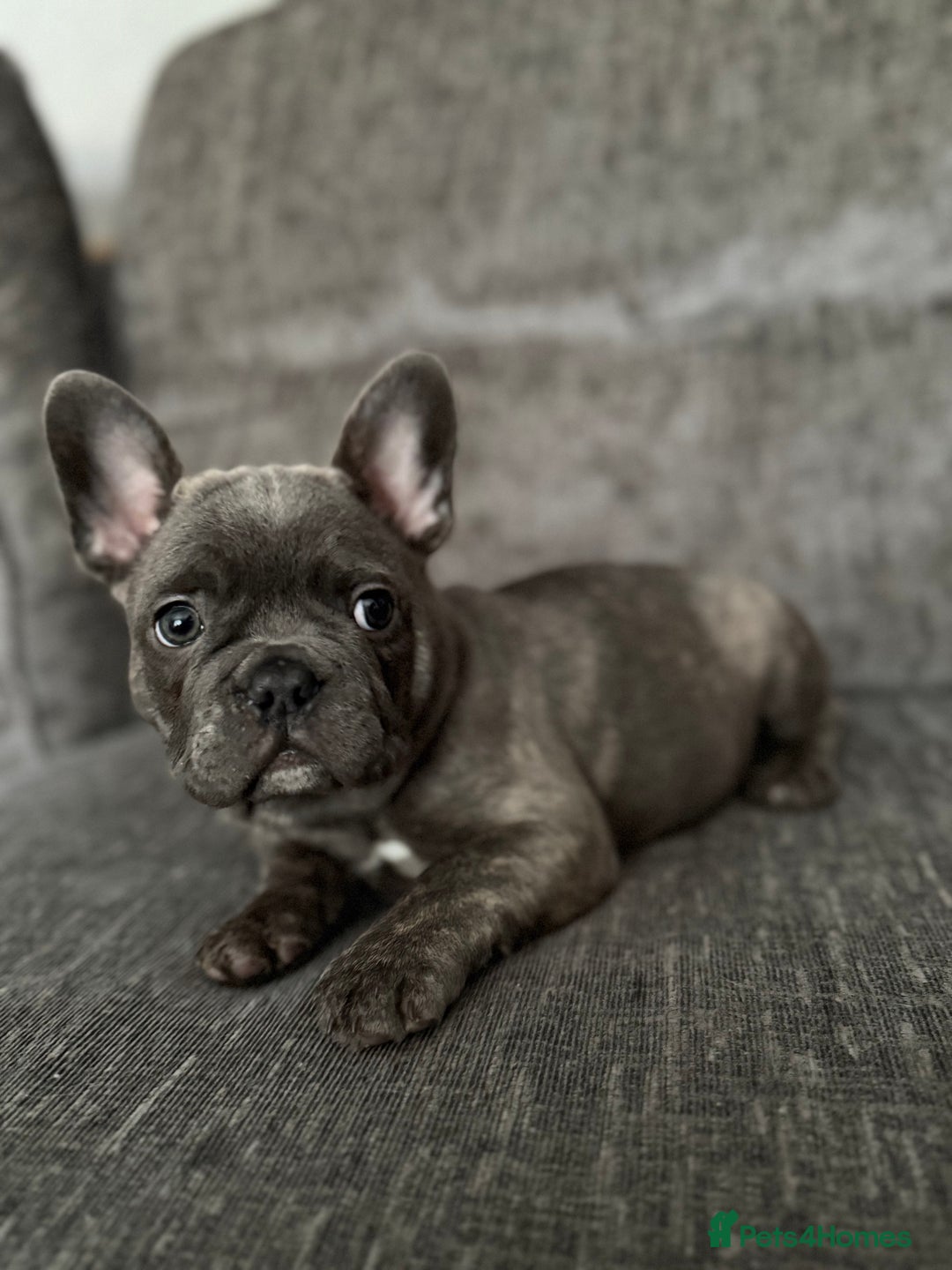 French Bulldog dogs for sale: 🐾Stunning French BullDog Puppies - Image 9