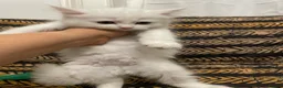 Mixed Breed cats for sale: Half Persian kittens for sale  - Advert 16